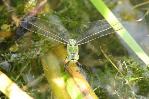 Anax imperator